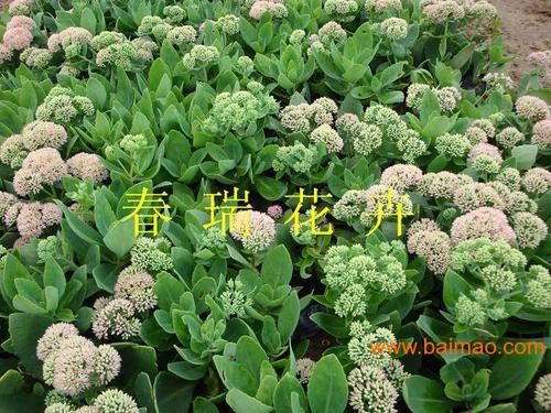 賣家 農業 花卉植物 室外植物 >景天,鳶尾,玉簪,萱草生產廠家 點擊